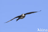 Parasitic Jaeger (Stercorarius parasiticus)