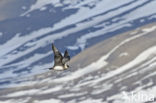 Parasitic Jaeger (Stercorarius parasiticus)