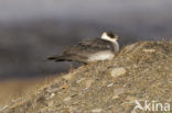 Parasitic Jaeger (Stercorarius parasiticus)