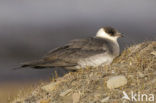 Parasitic Jaeger (Stercorarius parasiticus)