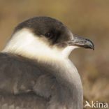 Parasitic Jaeger (Stercorarius parasiticus)