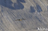 Parasitic Jaeger (Stercorarius parasiticus)