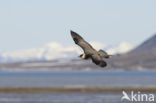 Parasitic Jaeger (Stercorarius parasiticus)