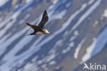 Parasitic Jaeger (Stercorarius parasiticus)