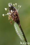 kleine sint-jansvlinder (Zygaena viciae)