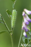 kleine sint-jansvlinder (Zygaena viciae)