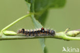 Kleine wapendrager (Clostera anachoreta)