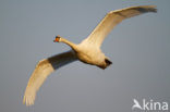 Knobbelzwaan (Cygnus olor)