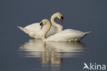 Knobbelzwaan (Cygnus olor)