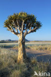 Kokerboom (Aloe dichotoma)