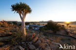 Kokerboom (Aloe dichotoma)