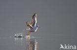 Black-headed Gull (Larus ridibundus)