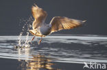 Black-headed Gull (Larus ridibundus)