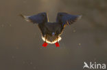 White-fronted goose (Anser albifrons)