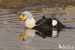 King Eider (Somateria spectabilis)