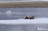 King Eider (Somateria spectabilis)