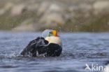 King Eider (Somateria spectabilis)