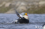 King Eider (Somateria spectabilis)