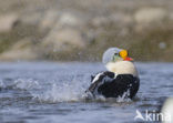 King Eider (Somateria spectabilis)