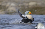 King Eider (Somateria spectabilis)