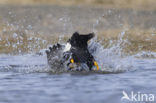 King Eider (Somateria spectabilis)