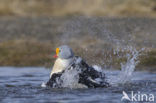 King Eider (Somateria spectabilis)