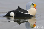 King Eider (Somateria spectabilis)