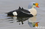 King Eider (Somateria spectabilis)