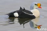 King Eider (Somateria spectabilis)