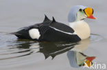 King Eider (Somateria spectabilis)