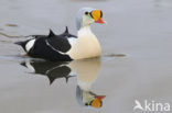 King Eider (Somateria spectabilis)