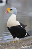 King Eider (Somateria spectabilis)