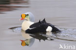 King Eider (Somateria spectabilis)