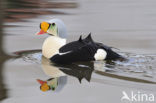 King Eider (Somateria spectabilis)