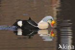 King Eider (Somateria spectabilis)