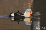 King Eider (Somateria spectabilis)