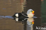 King Eider (Somateria spectabilis)