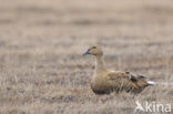 King Eider (Somateria spectabilis)