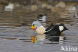 King Eider (Somateria spectabilis)