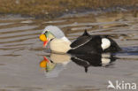 King Eider (Somateria spectabilis)