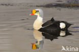 King Eider (Somateria spectabilis)