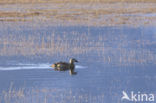 King Eider (Somateria spectabilis)