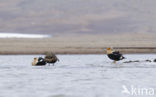 King Eider (Somateria spectabilis)