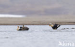 King Eider (Somateria spectabilis)