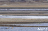 King Eider (Somateria spectabilis)