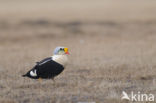 King Eider (Somateria spectabilis)