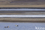 King Eider (Somateria spectabilis)