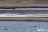 King Eider (Somateria spectabilis)