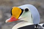 King Eider (Somateria spectabilis)