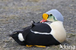 King Eider (Somateria spectabilis)